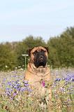 BULLMASTIFF 119